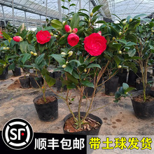 一件代发室内花卉四季好养茶花树苗盆栽耐寒花卉观花植物绿植开花