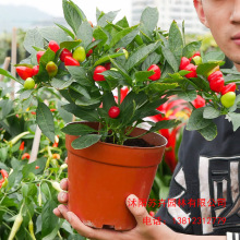 泡椒种子五彩七彩彩椒籽种四季种植食用盆栽蔬菜辣椒种籽孑广西