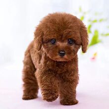 纯种小鹿犬幼犬小鹿犬幼崽双血统小鹿狗活体小狗小鹿犬真狗宠物狗