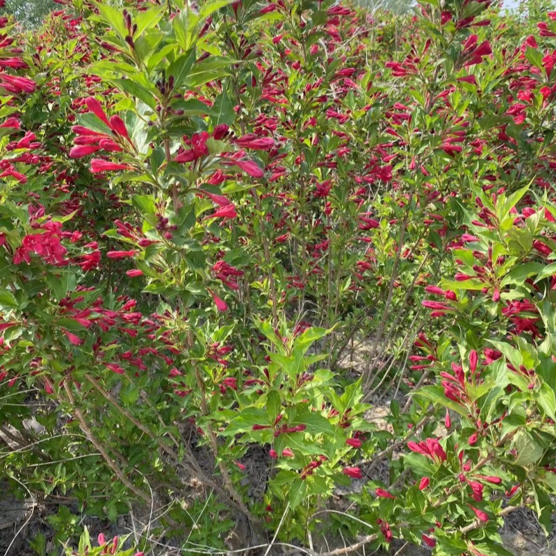 耐寒红王子锦带苗 丛生锦带绿篱苗 批发锦带小苗 庭院绿化花灌木
