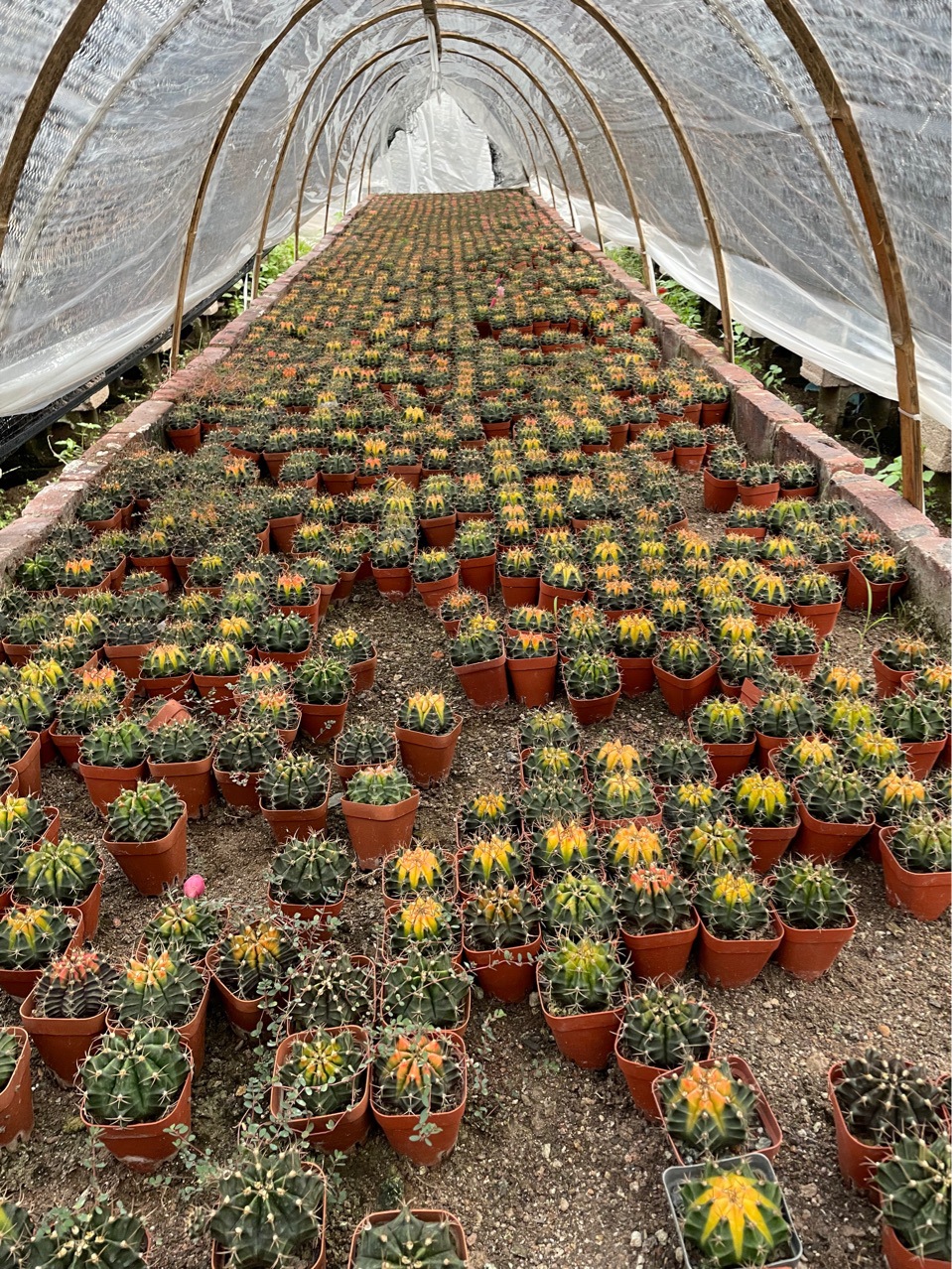 仙人球牡丹药锦掌形盆栽仙人球仙人掌及多肉植物自家大棚