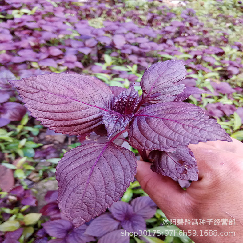 紫苏种子种籽孑苗盆栽紫苏叶籽种种植菜蔬菜阳台庭院种子