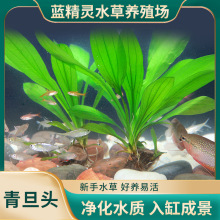 批发青旦头鱼缸装饰皇冠类活体真水草水族箱造景草缸装饰草场直发