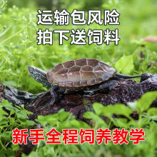 中华草龟好养深水宠物乌龟活泼可爱草龟墨龟苗外塘纯种乌龟金线龟
