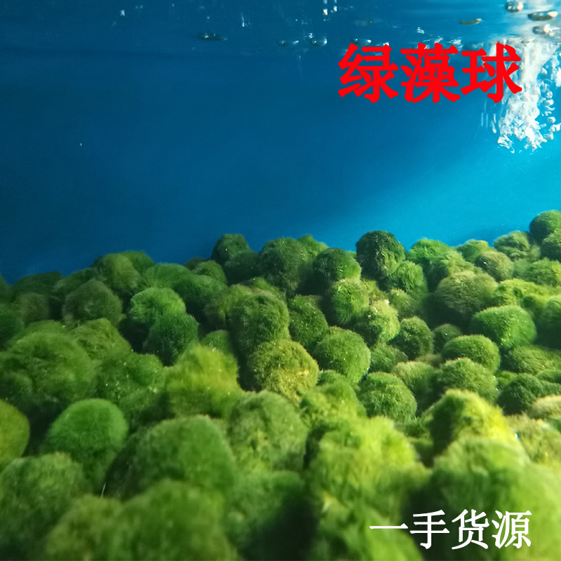 绿藻球 小鱼缸造景装饰生态瓶水草植物阴性超易养大中小藻球批发