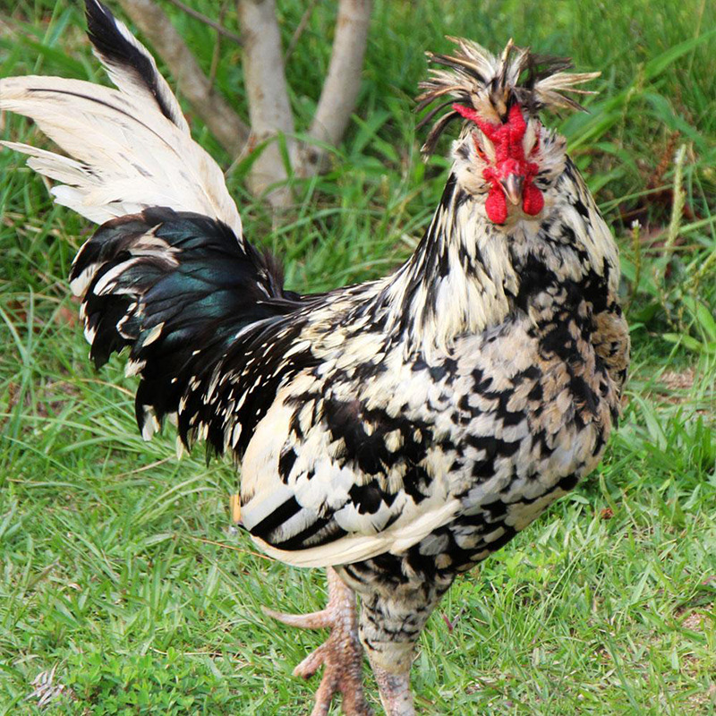 供应出壳已做疫苗贵妃鸡-批发贵妃鸡苗-贵妃鸡仔