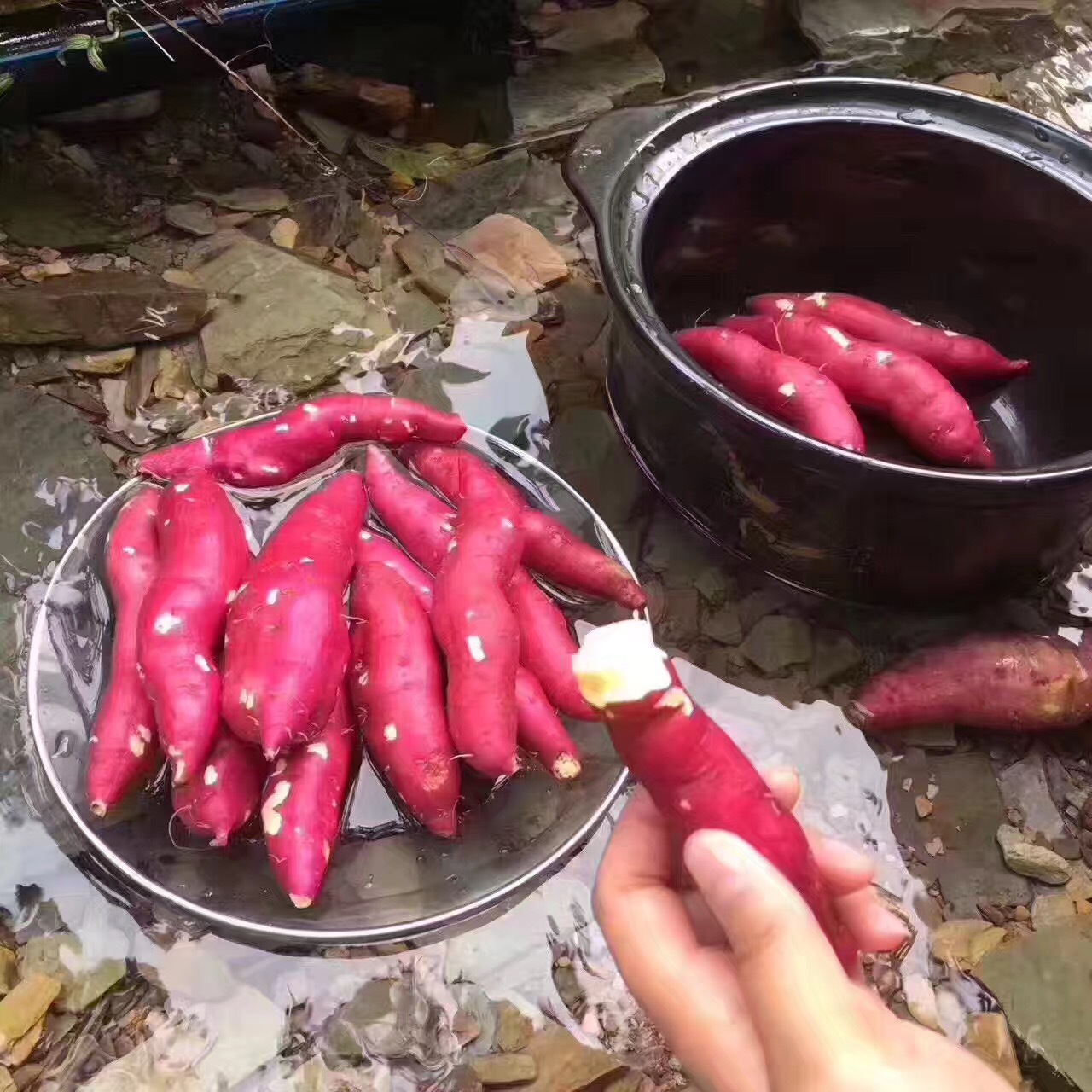 小号心香红薯 农科院临安天目山小香薯地瓜山芋板栗番薯 5斤