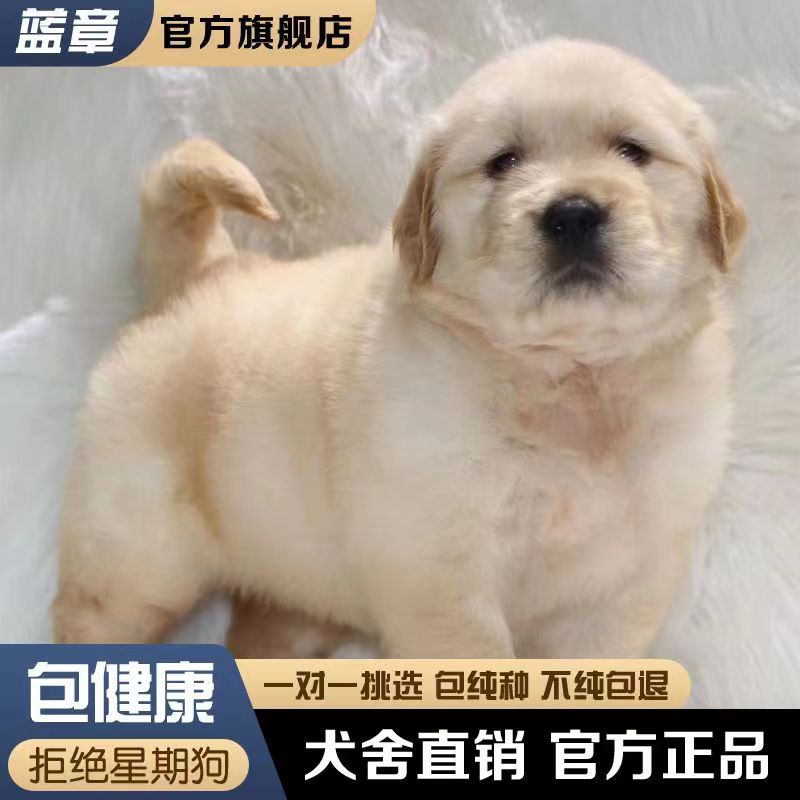 金毛幼犬活体纯种寻回犬金毛犬活体出售中型犬小金毛双血统宠物狗
