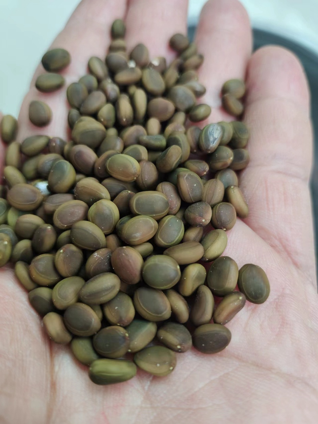 批发台湾相思豆种子又叫金合欢 黑荆种子金合欢树种等-阿里巴巴