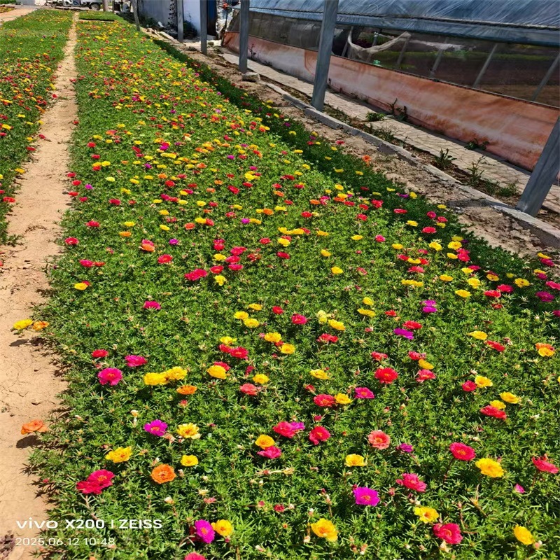 重瓣太阳花苗宿根混色植物绿植花卉盆栽四季开花带根带花苞发货