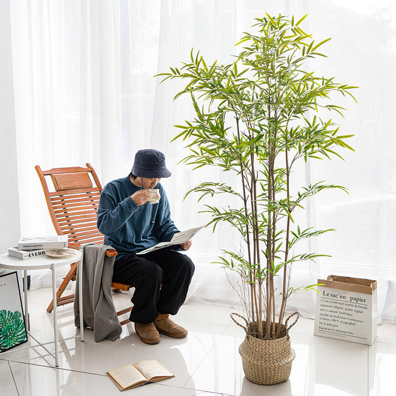 竹类植物今日报价走势分析-出售北方规格大金镶玉竹黄金竹-阿里巴巴