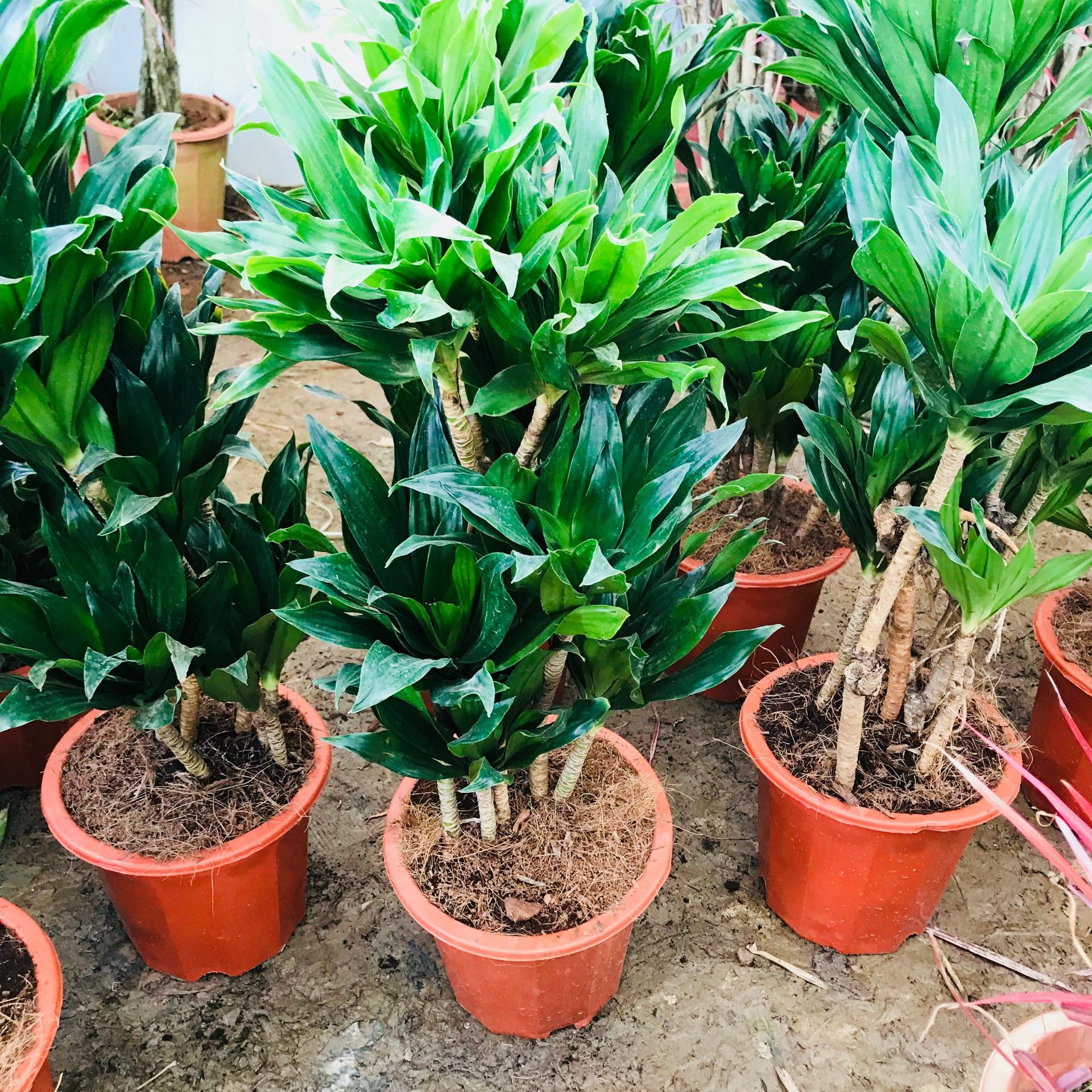 规格太阳神(50-60厘米)植物品种太阳神干湿习性中性光照习性中性货号4