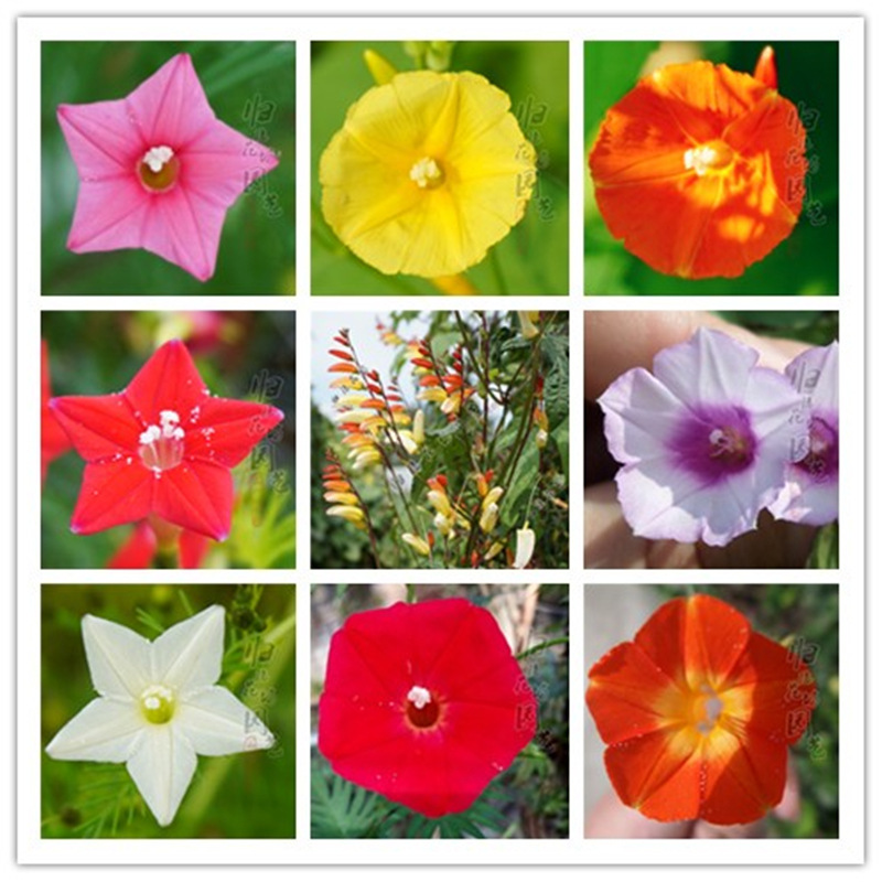 爬藤五角星花种子鸟罗种子羽叶茑萝圆叶茑萝鱼花茑萝爬藤植物