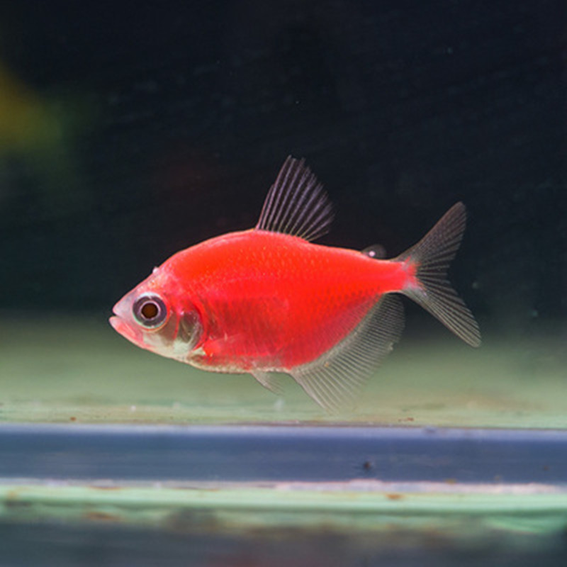 3-4cm红天使鱼热带鱼 活体宠物淡水鱼 草缸观赏鱼 水族批发