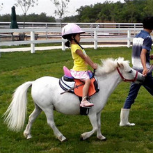 舒格兰矮脚马出售宠物小矮马成年可以长多重身高70-100厘米的矮马