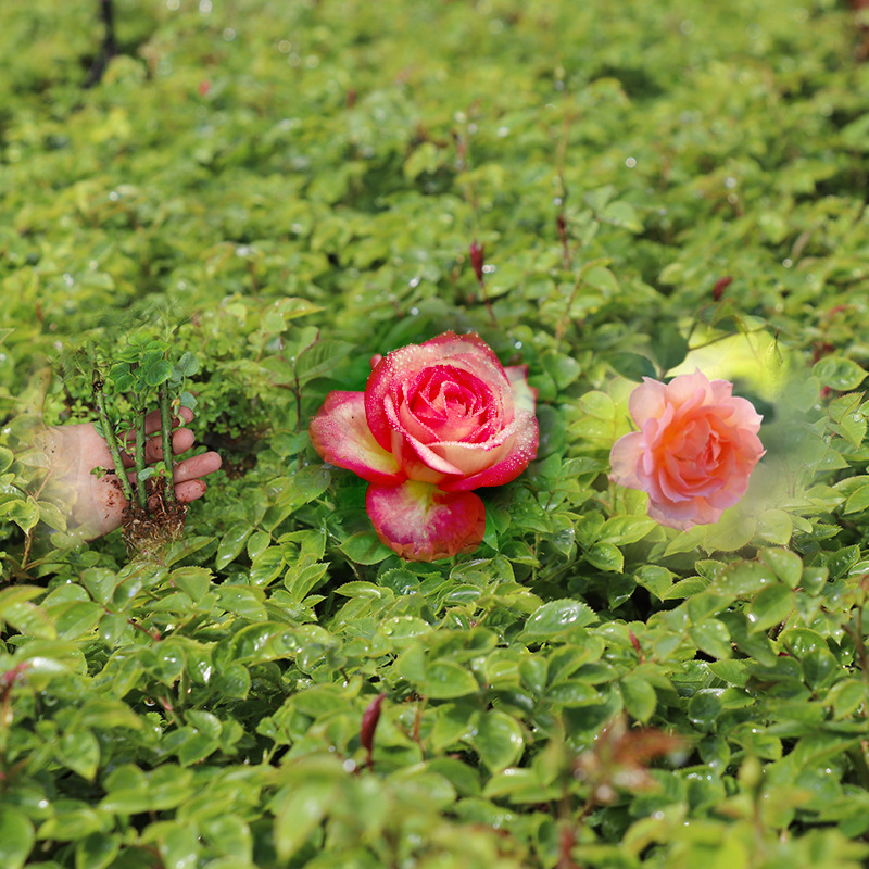 云南基地四季月季种苗 大花观赏绿化工程苗2年生月季花大苗