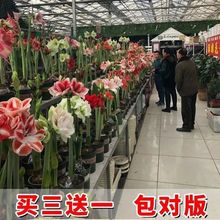 荷兰朱顶红种球重瓣多年生球根植物绿植花卉盆栽