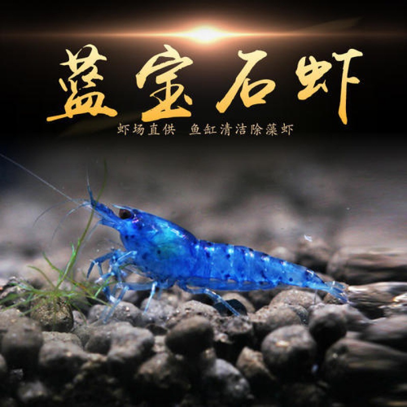 观赏虾小虾邮兰色虾鲜活虾除藻虾蓝虾冷水虾观赏鱼虾樱花虾蓝虾壹