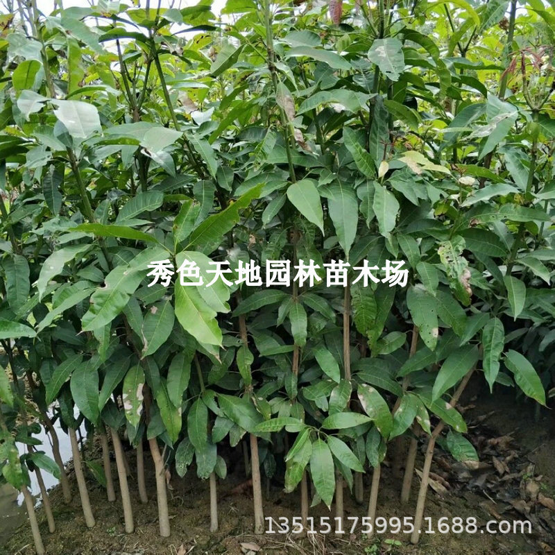 批发芒果树苗实生芒果苗直生苗芒果种子苗待嫁接绿化占地苗易成活