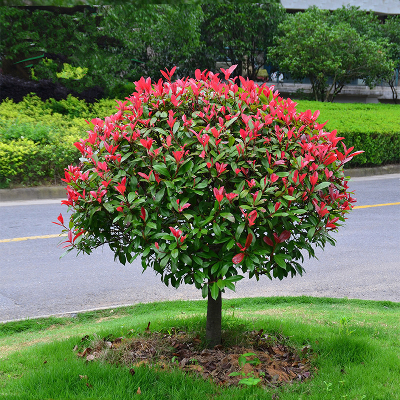 四季红叶石楠球火焰红庭院红罗宾篱笆高杆工程绿化大红色常青