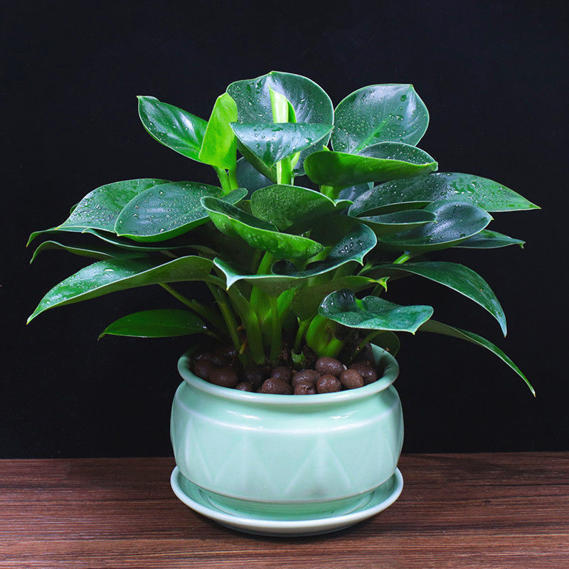 绿公主盆栽招财植物办公室内客厅四季常青吸甲醛净化空气桌面盆栽