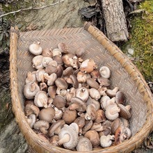 野外木头香菇  椴木香菇 干香菇青川特产 一件代发 包邮 现货批发