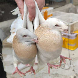 出售马头鸽子 白蛇头鸽一对多少钱 美河马鸽子 黑色蛇头鸽观赏鸽