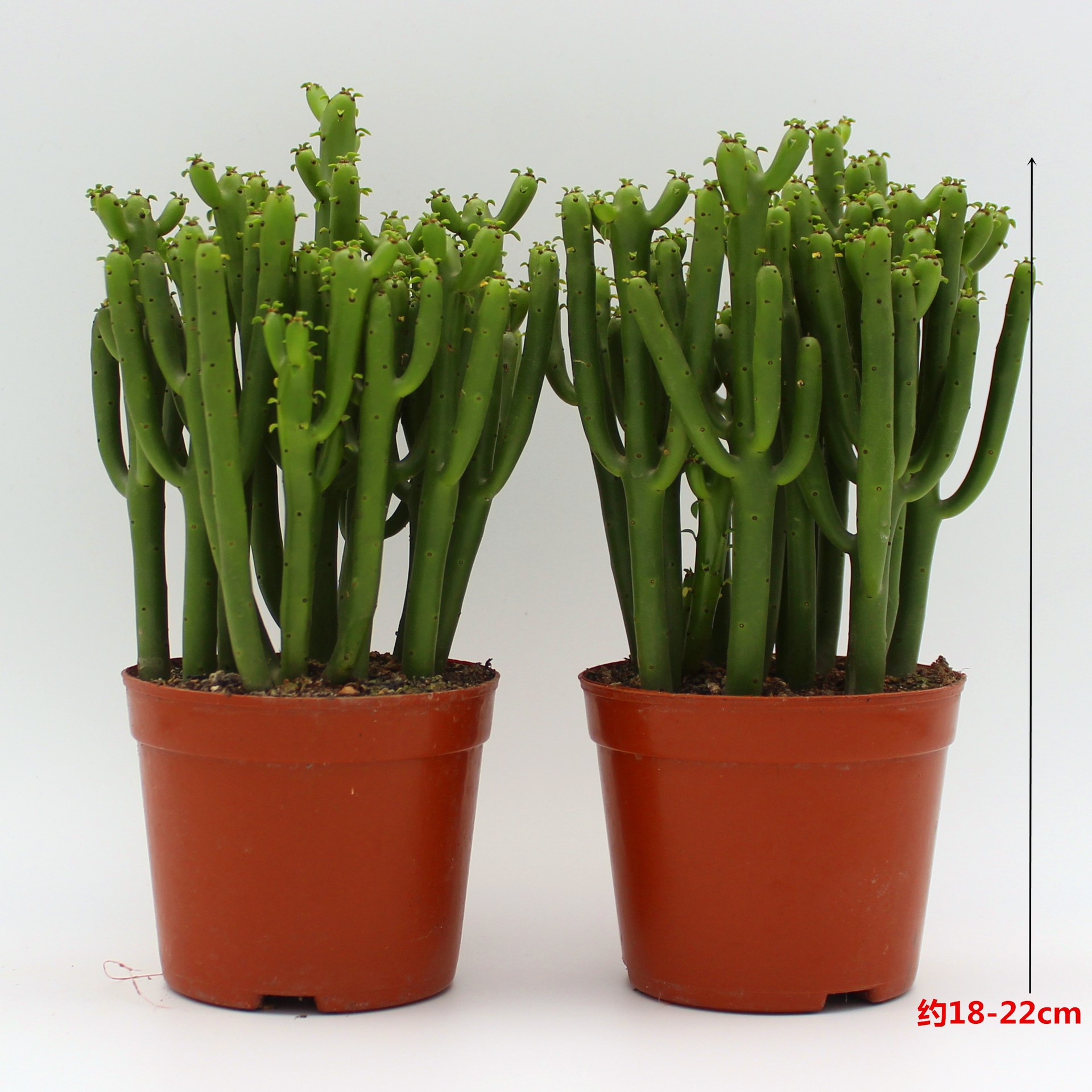 多肉植物光棍树手珊瑚树摇钱树室内植办公室桌面盆栽