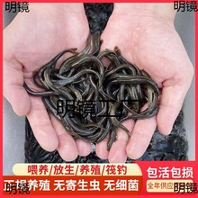 明镜泥鳅苗鲜活喂养放生钓鱼龙鱼活饵乌龟饲料泥鳅养殖淡水观赏鱼