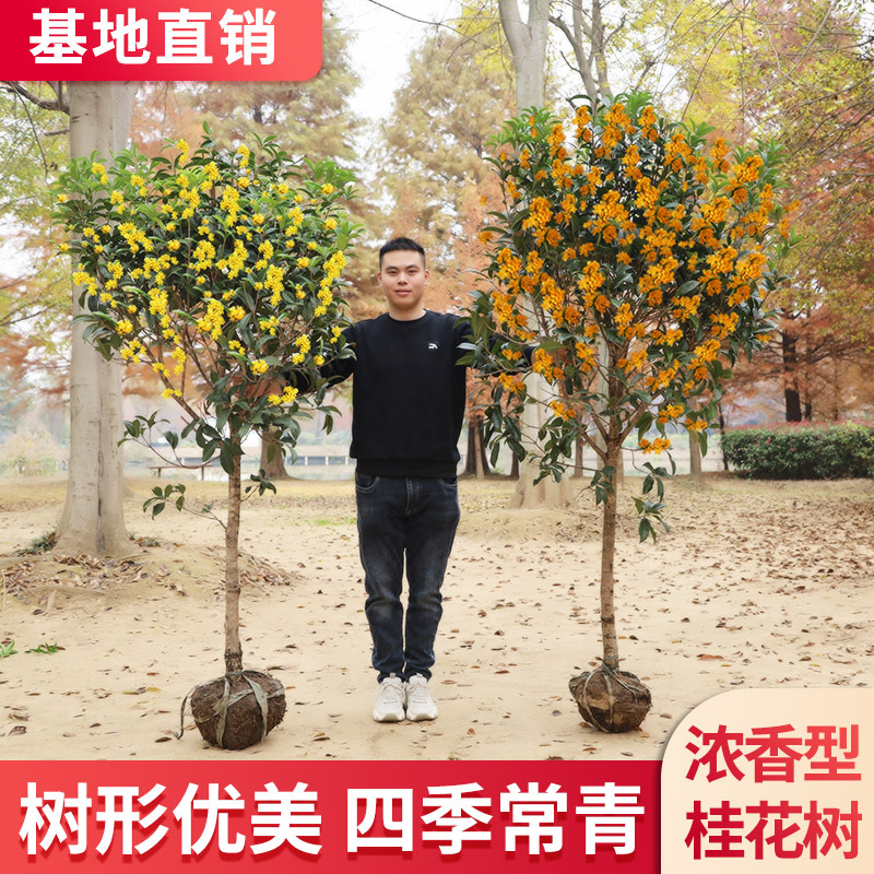 桂花树苗地栽四季常青桂花树金桂丹桂大树苗庭院植物阳台浓香花卉