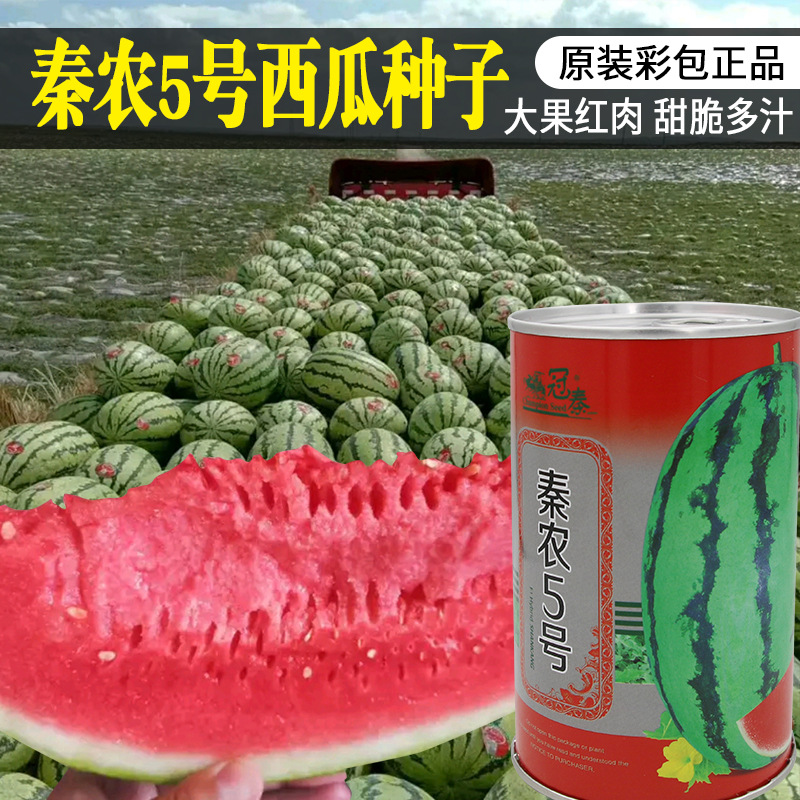 千普秦农5号西瓜种子中早熟薄皮红瓤甘甜爽口西瓜种籽西瓜子批发