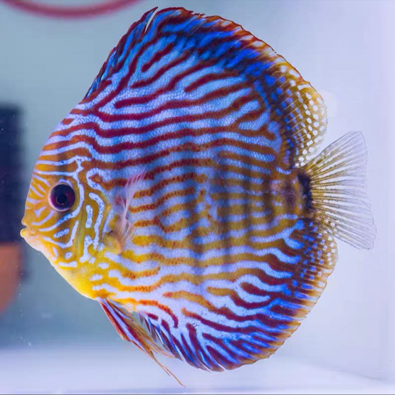 七彩神仙鱼热带观赏鱼神仙鱼苗德松天子蓝红富士黄金国包邮包损