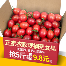 农家现摘圣女果5斤装新鲜水果樱桃千禧小番茄季小西红柿包邮