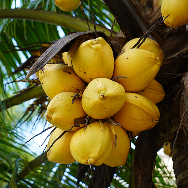 海南万宁黄金椰子新鲜水果孕妇椰青椰皇椰白奶椰一件代发批发包邮