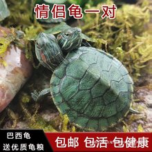 情侣小乌龟活体小巴西龟苗活物绿色彩龟一对红耳家养龟宠物观赏龟