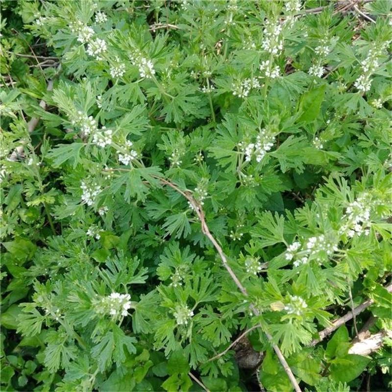 白花益母草益母草楼台草錾菜对月草白花茺蔚玉容草白坤草白益母