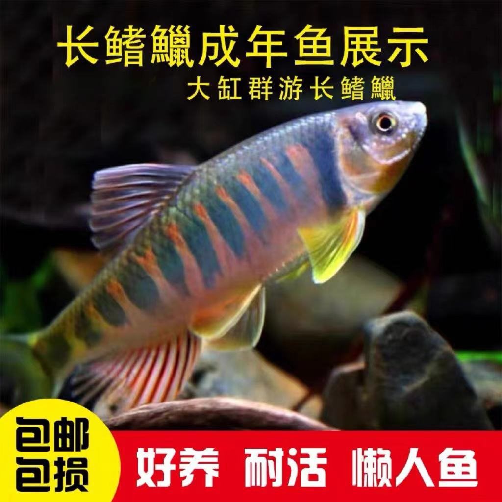 长鳍鬣马口冷水原生群游不加温溪流好养耐养冷水中小型冷水观赏鱼