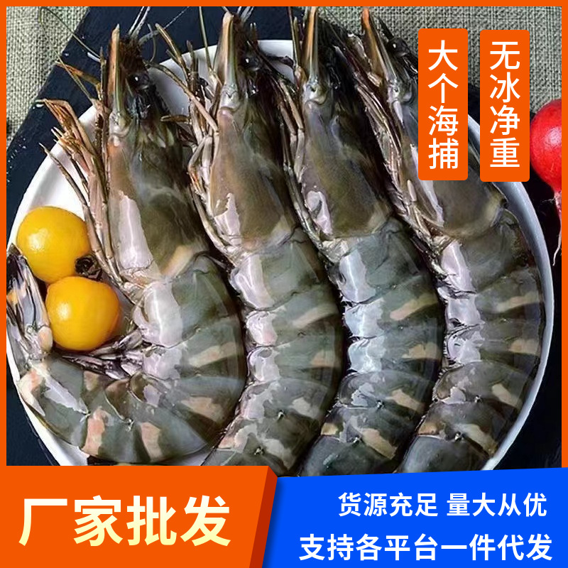 鲜活速冻黑虎虾新鲜无冰黑虎虾大号老虎虾九节斑节虾海鲜水产批发