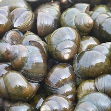 鲜活石螺新鲜田螺活体活的石螺活泥螺螺蛳粉螺丝肉野生鲜活螺蛳