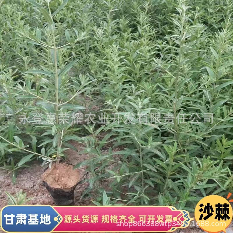 沙棘苗 地栽沙棘树苗 营养杯苗 低价供应绿化造林沙棘优质苗木