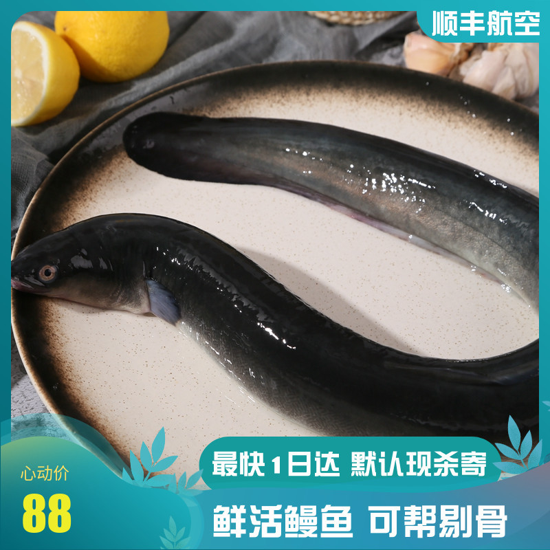 福建鳗鱼鲜活整条新鲜水产商用可白烧蒲烧日本鳗鱼河鳗鲡顺丰包邮