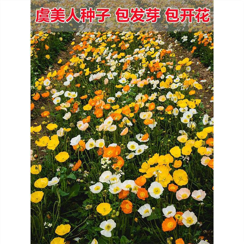 虞美人花种籽子四季播种开花多年生庭院室外冰岛虞美人耐寒花种子