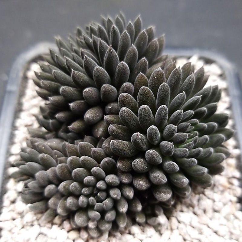 家用简约风格落地小型沙漠新年装饰盆栽石莲子石莲子 甜石莲石莲肉 带