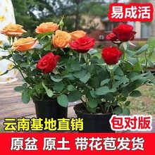 玫瑰花苗盆栽带花苞四季开花室内外好养活的绿植物月季苗花卉大全