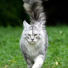 缅因猫咪幼猫活体俄罗斯巨型缅因猫咪凯米尔色缅因烟灰缅因猫幼猫