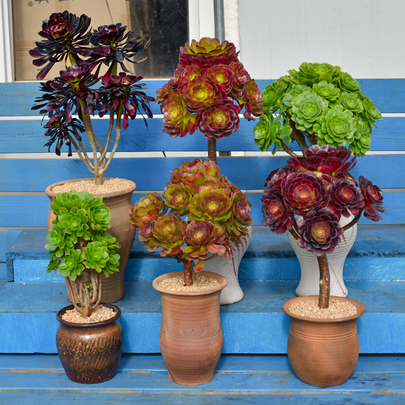 黑法师多肉植物老桩大颗好养圆叶玫瑰法师精品贵货稀有品种大老桩