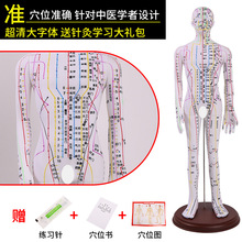 52CM彩色针灸穴位人体模型经络穴位模特图全身中医十二扎针小皮人