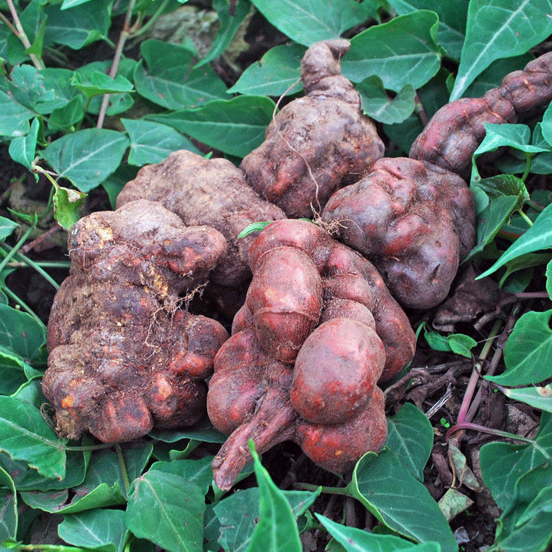 何首乌野生新鲜何首乌中药材何首乌苗鲜首乌赤首乌生首乌500克