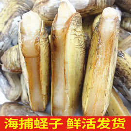蛏子鲜活海鲜水产青岛无沙大竹节蛏活小竹蛏王特大贝类贝壳类