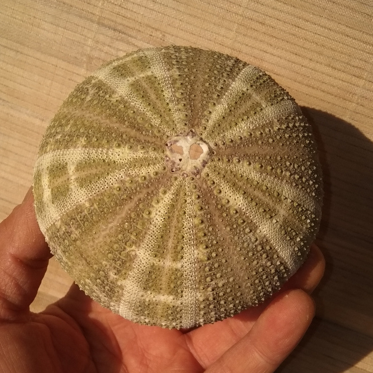 天然海螺贝壳大海胆壳 花斑绿海胆壳 家居空风多肉盆栽 创意灯饰